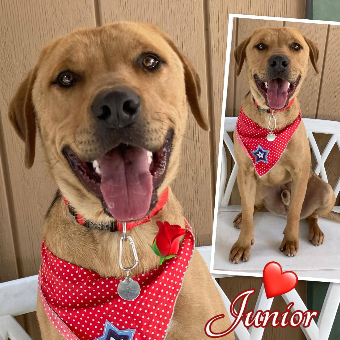 Enlarge Junior, a Adoptable mixed breed in Canoga Park, CA image 9/9