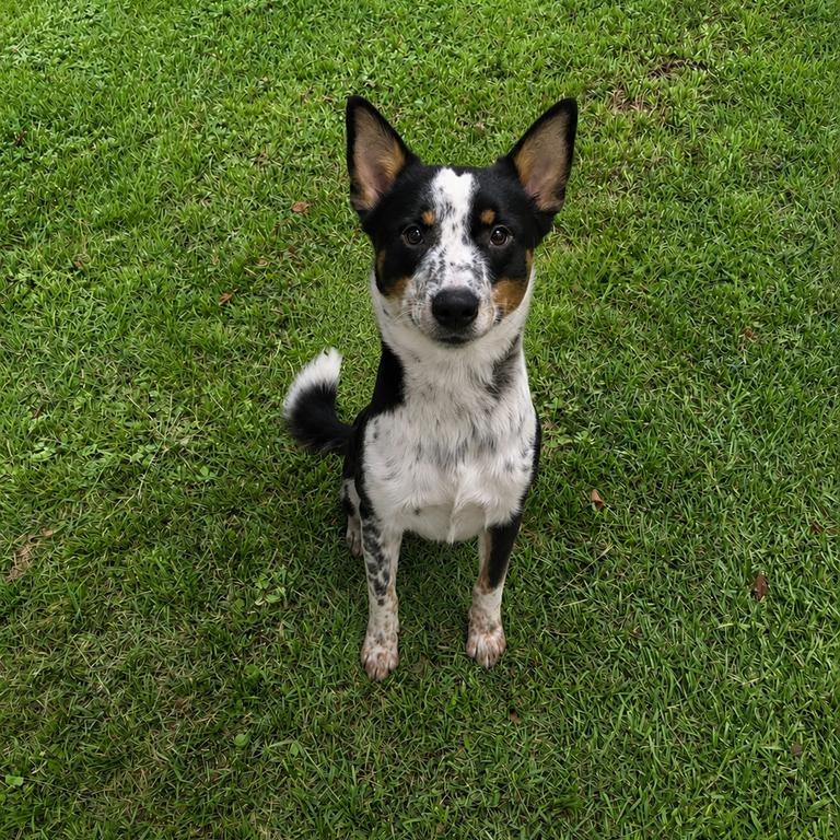 Rip, adopted, Young Male Border Collie & Australian Cattle Dog / Blue Heeler.