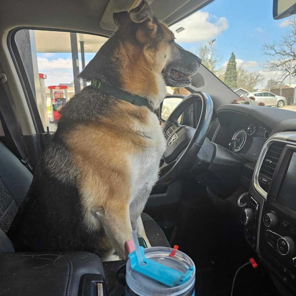 Ralphie, Adoptable, Adult Male German Shepherd Dog.