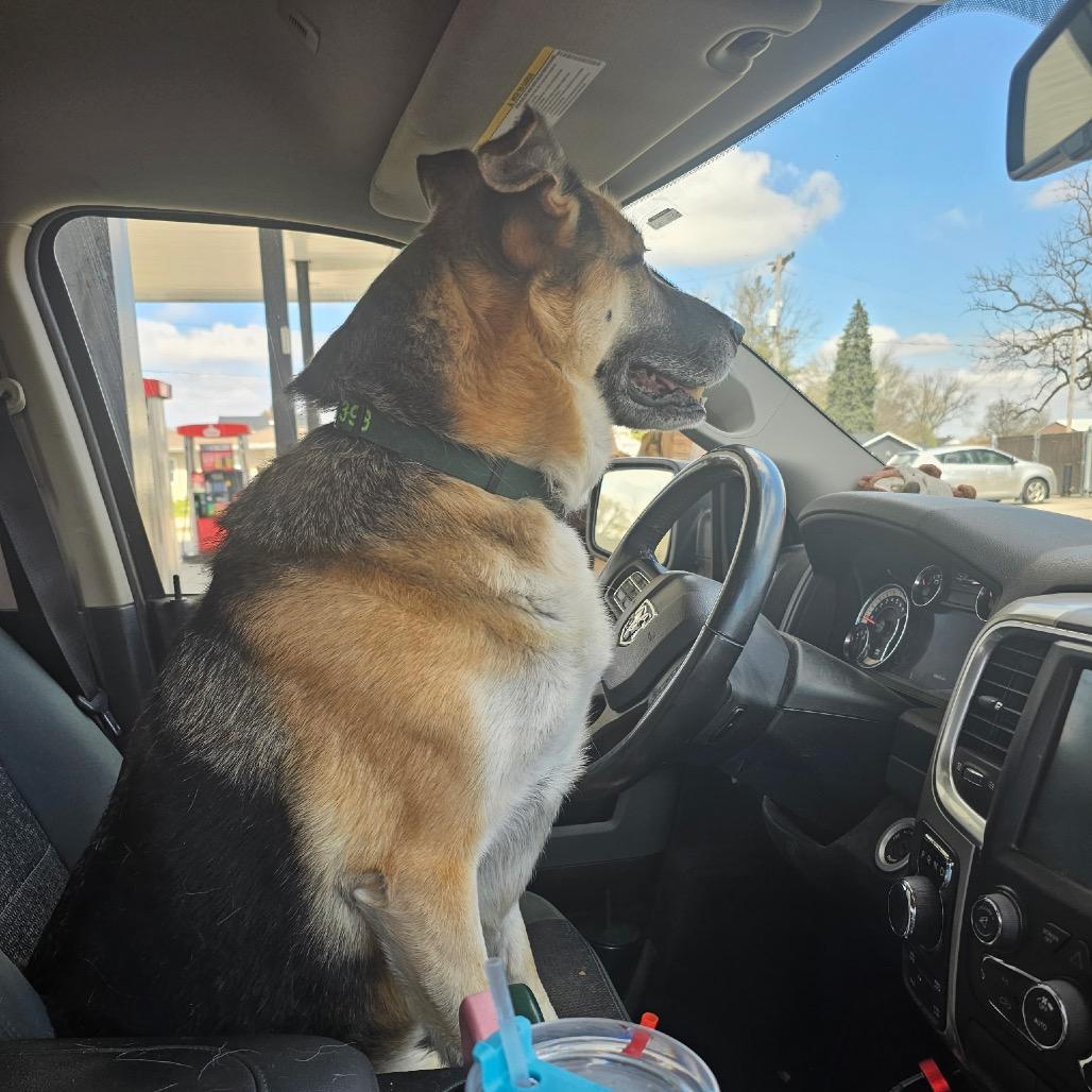 Enlarge Ralphie, a Adoptable German Shepherd Dog in Van Horne, IA image 3/4