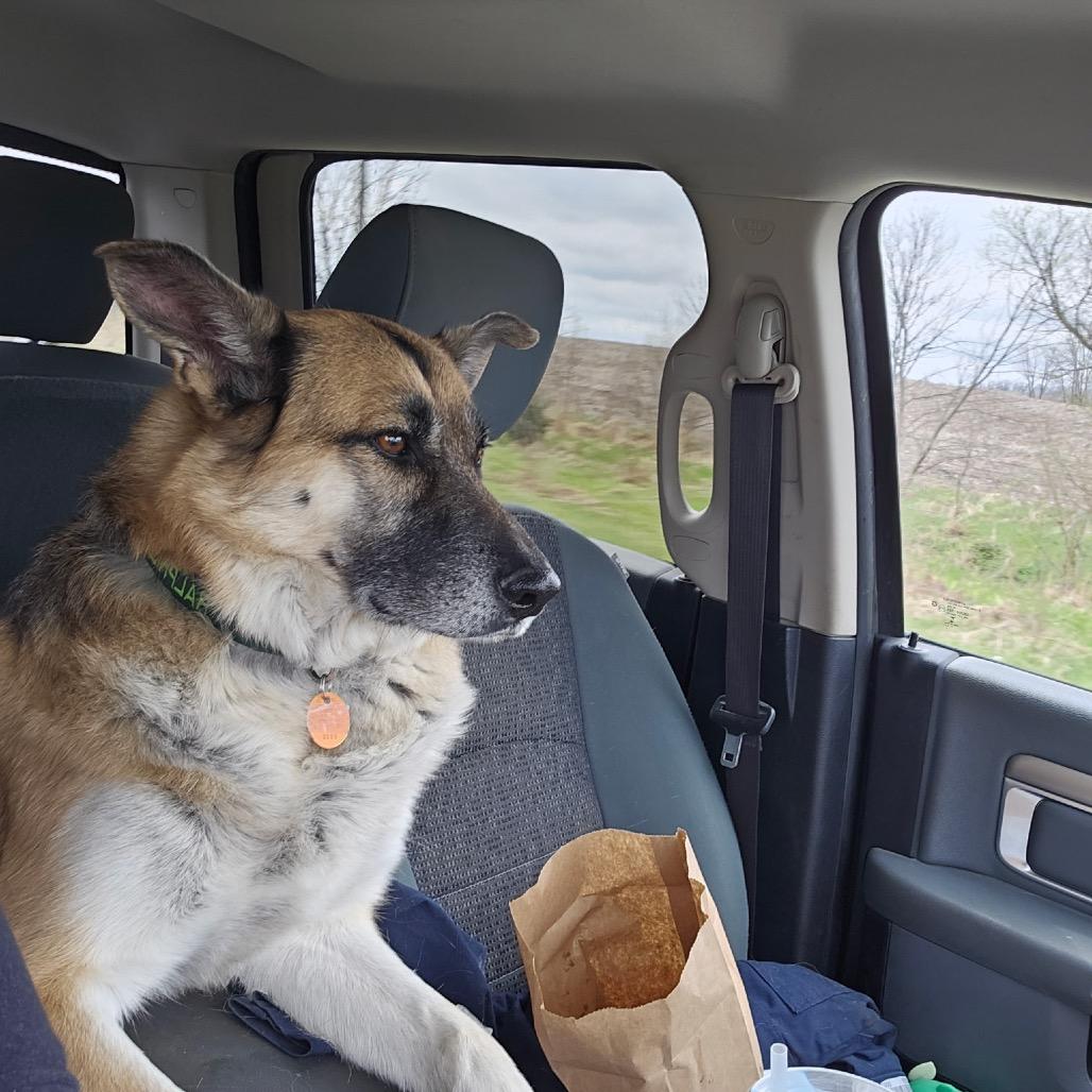Enlarge Ralphie, a Adoptable German Shepherd Dog in Van Horne, IA image 4/4