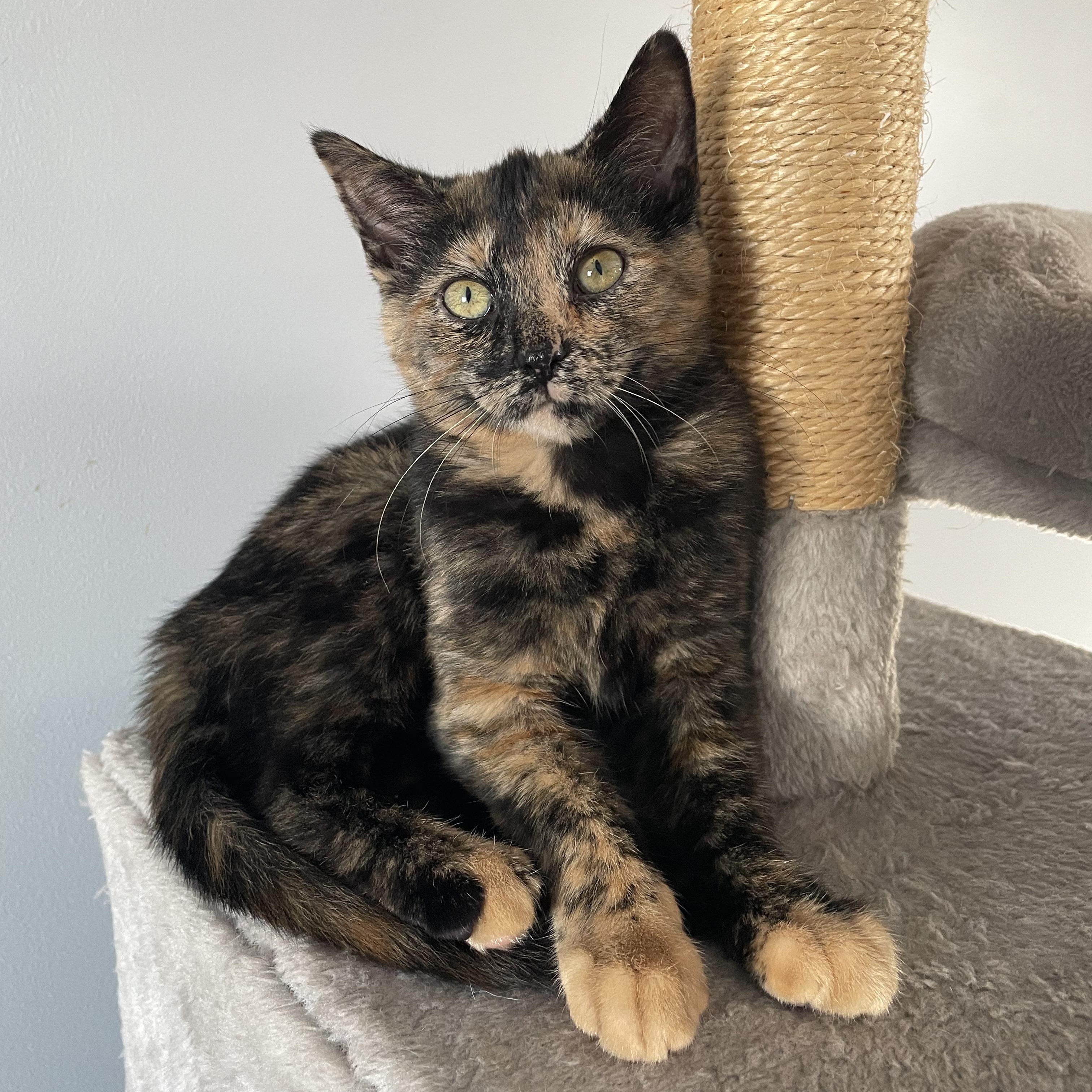 Enlarge Harley Quinn, an adopted Domestic Short Hair in Grand Rapids, MI image 1/2