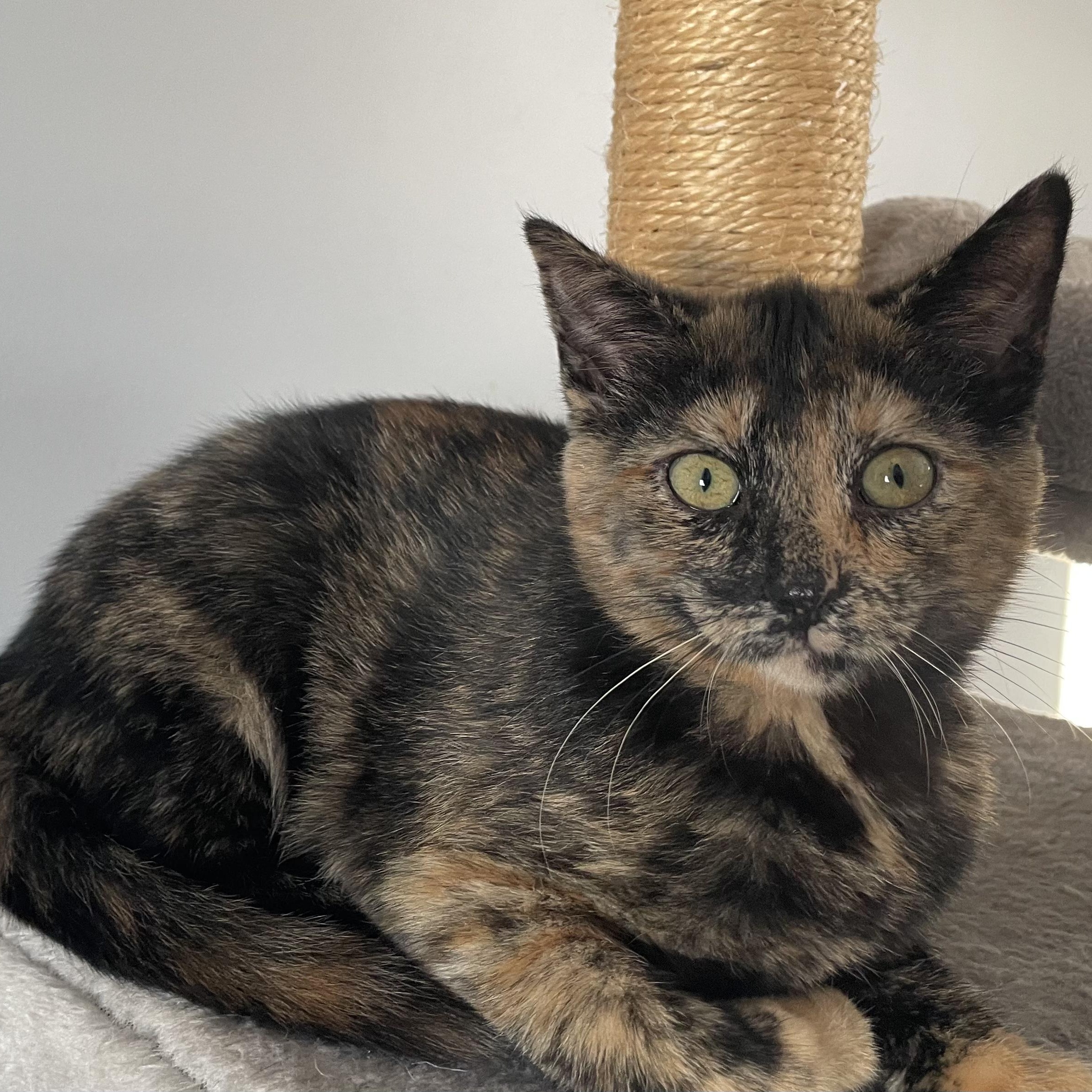 Enlarge Harley Quinn, an adopted Domestic Short Hair in Grand Rapids, MI image 2/2