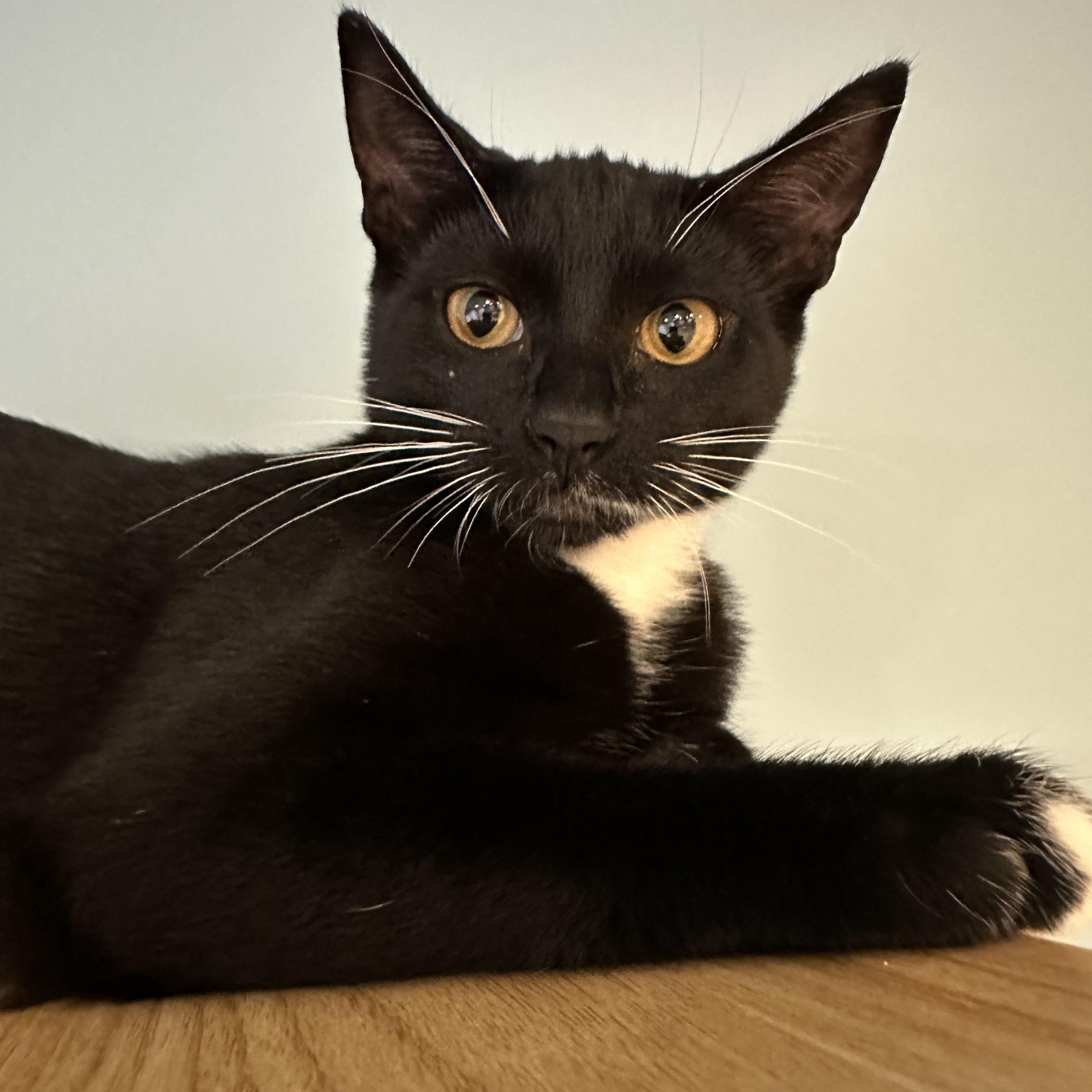 Enlarge Domino, a Adoptable American Shorthair in Eatonville, WA image 4/6