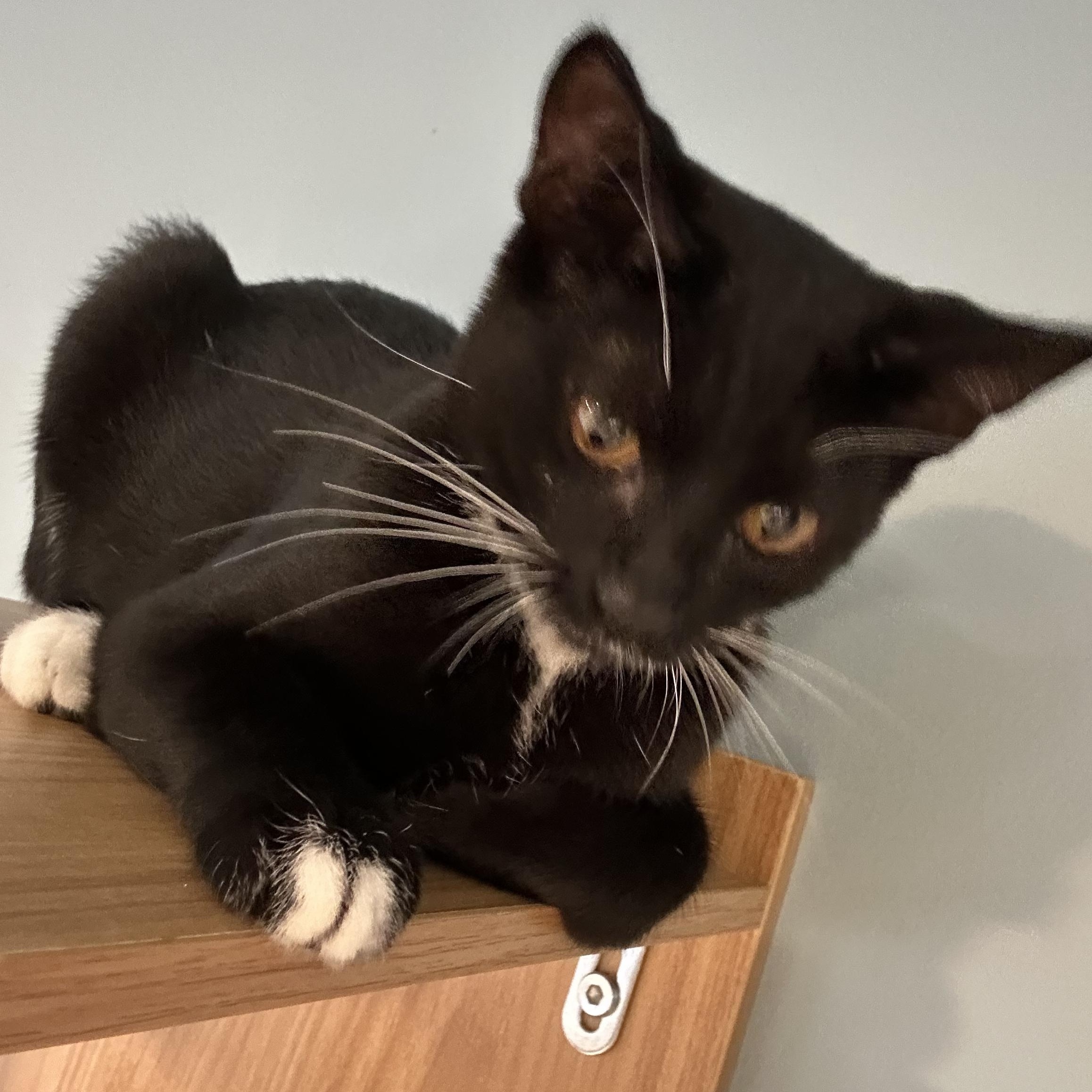 Enlarge Domino, a Adoptable American Shorthair in Eatonville, WA image 5/6