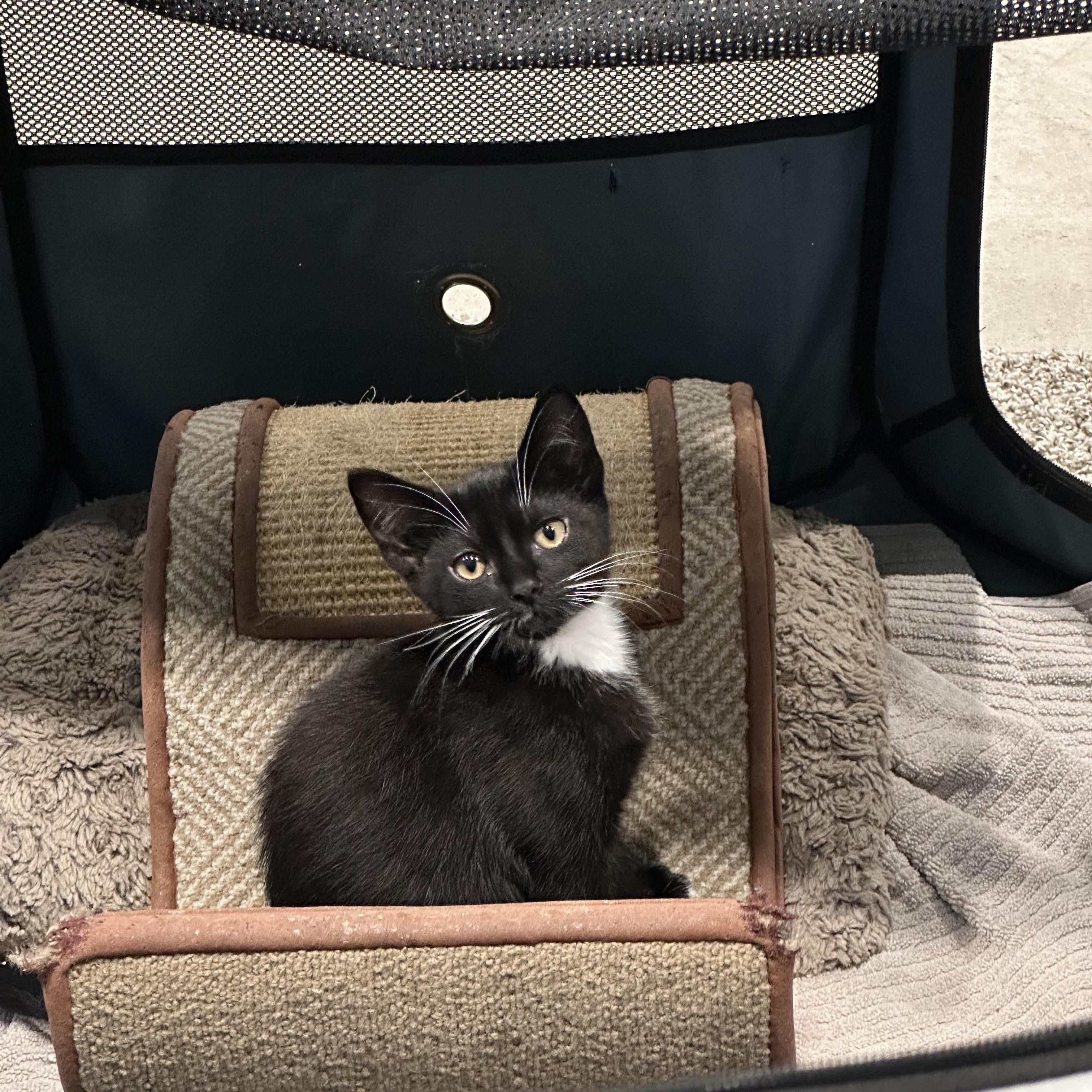 Domino, Baby Female American Shorthair