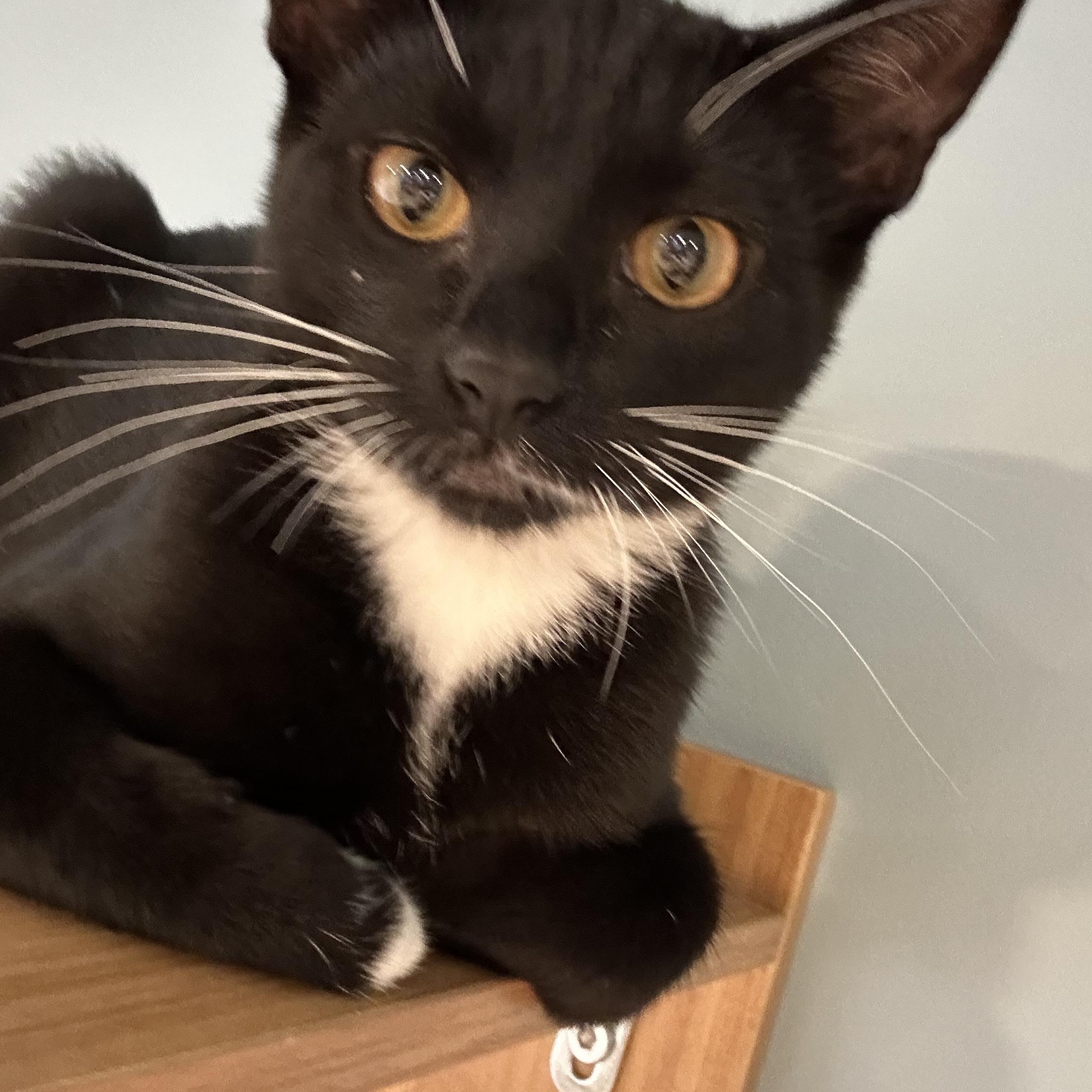 Enlarge Domino, a Adoptable American Shorthair in Eatonville, WA image 1/6