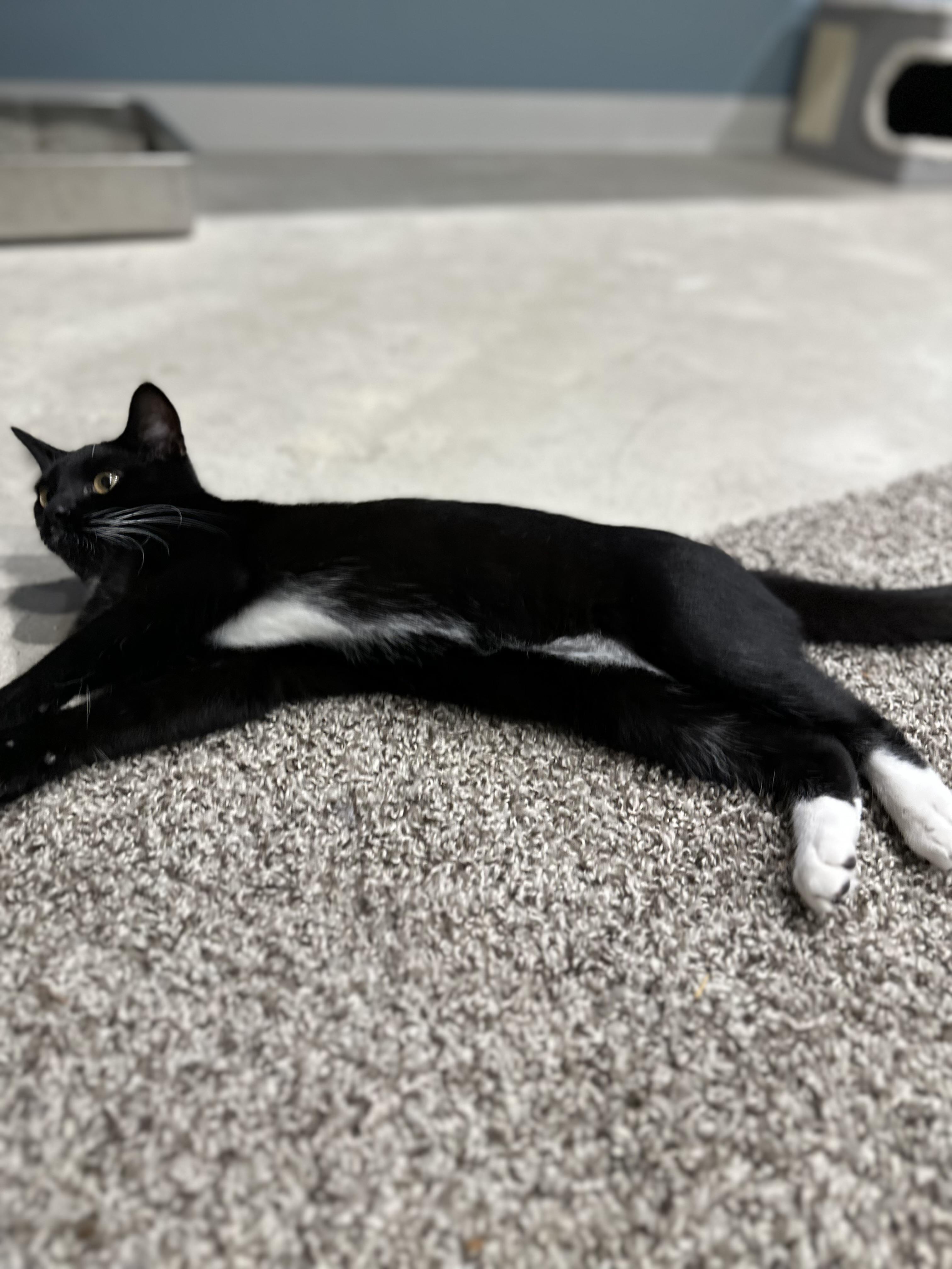 Enlarge Domino, a Adoptable American Shorthair in Eatonville, WA image 2/6