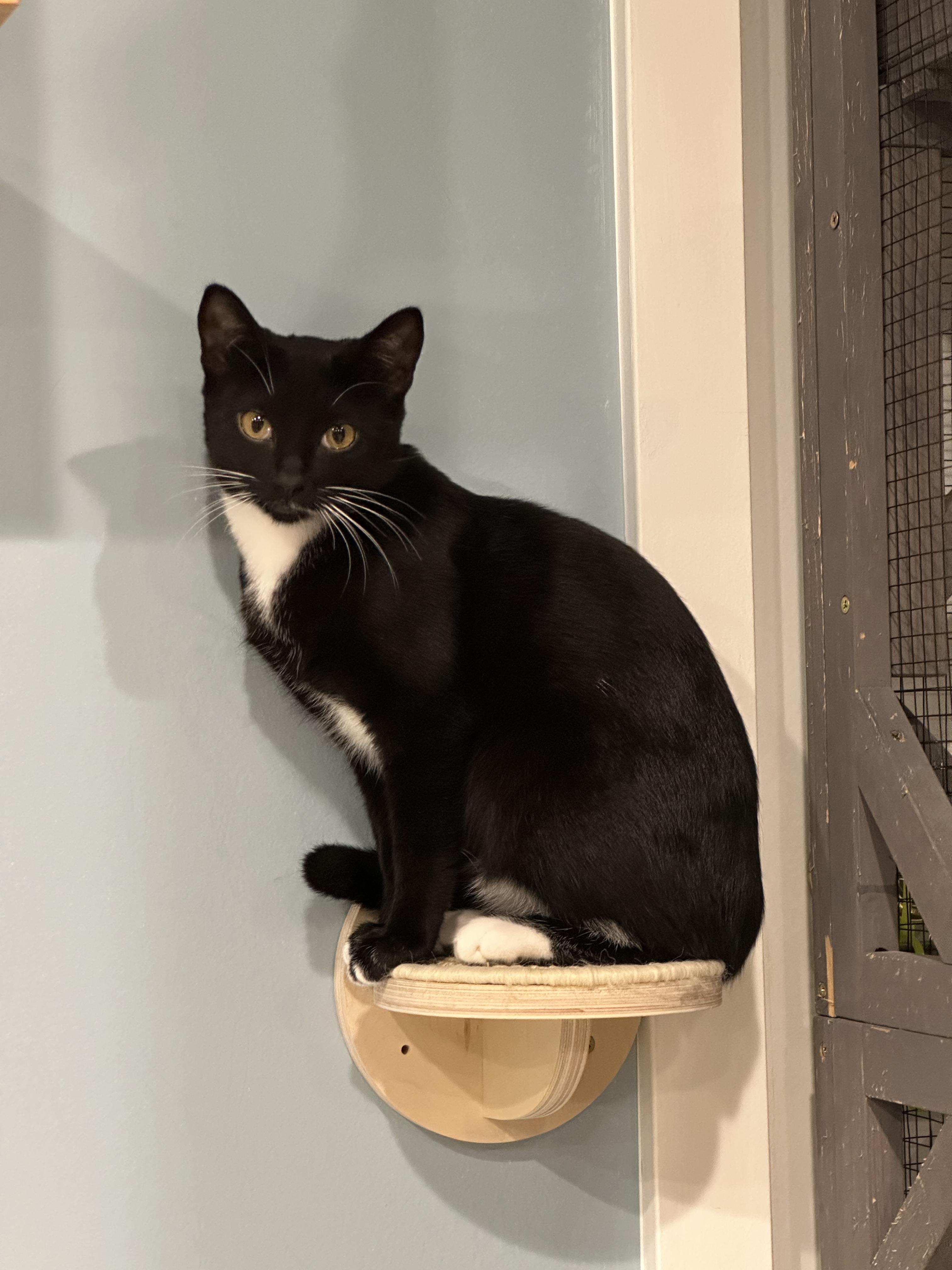 Domino, an adoptable American Shorthair in Eatonville, WA, 98328 | Photo Image 3