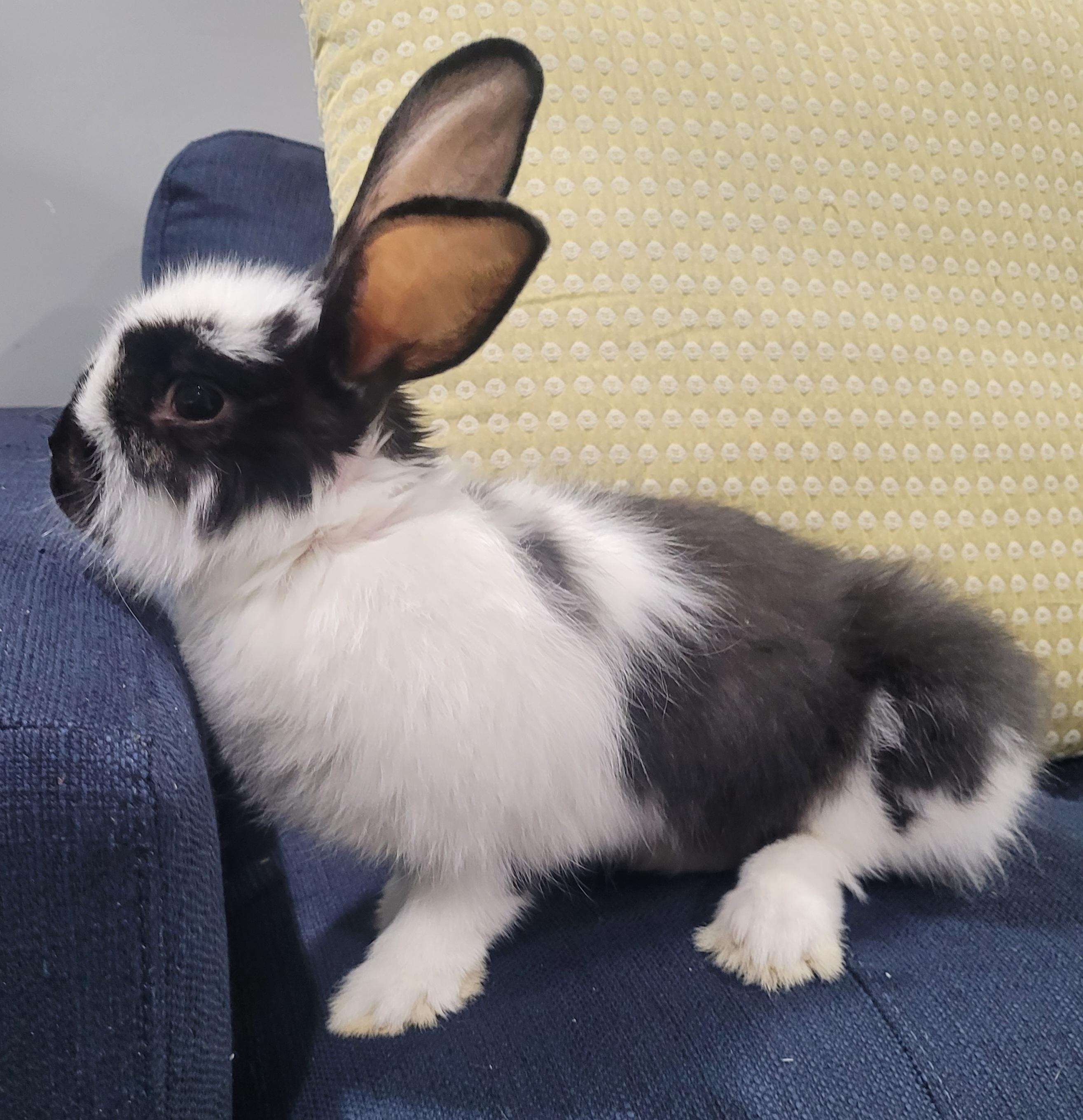 June, a Adopted Lionhead in Lee's Summit, MO image 2/3