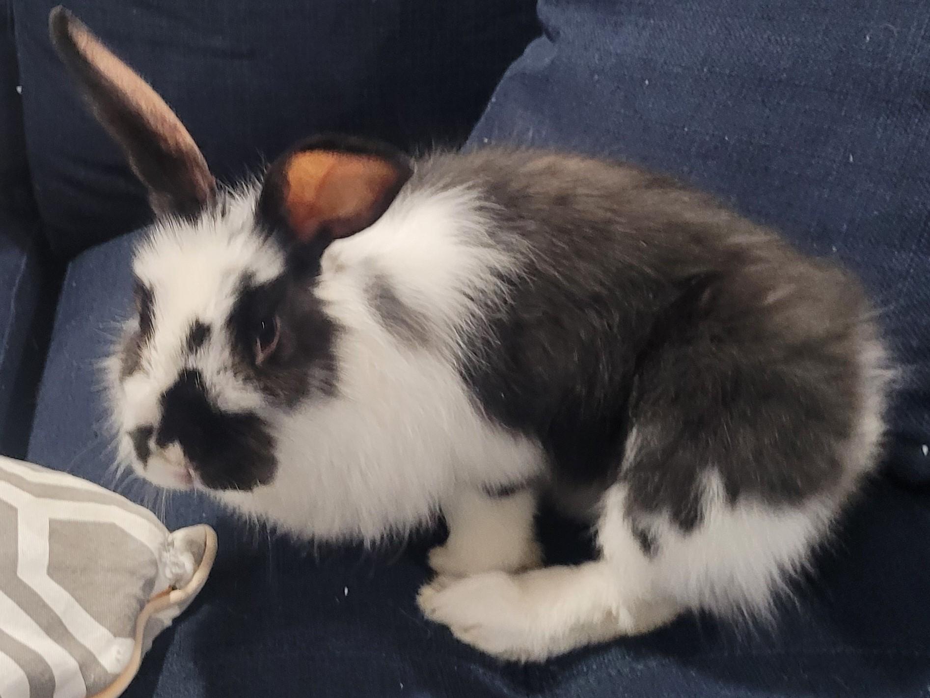 June, a Adopted Lionhead in Lee's Summit, MO image 3/3