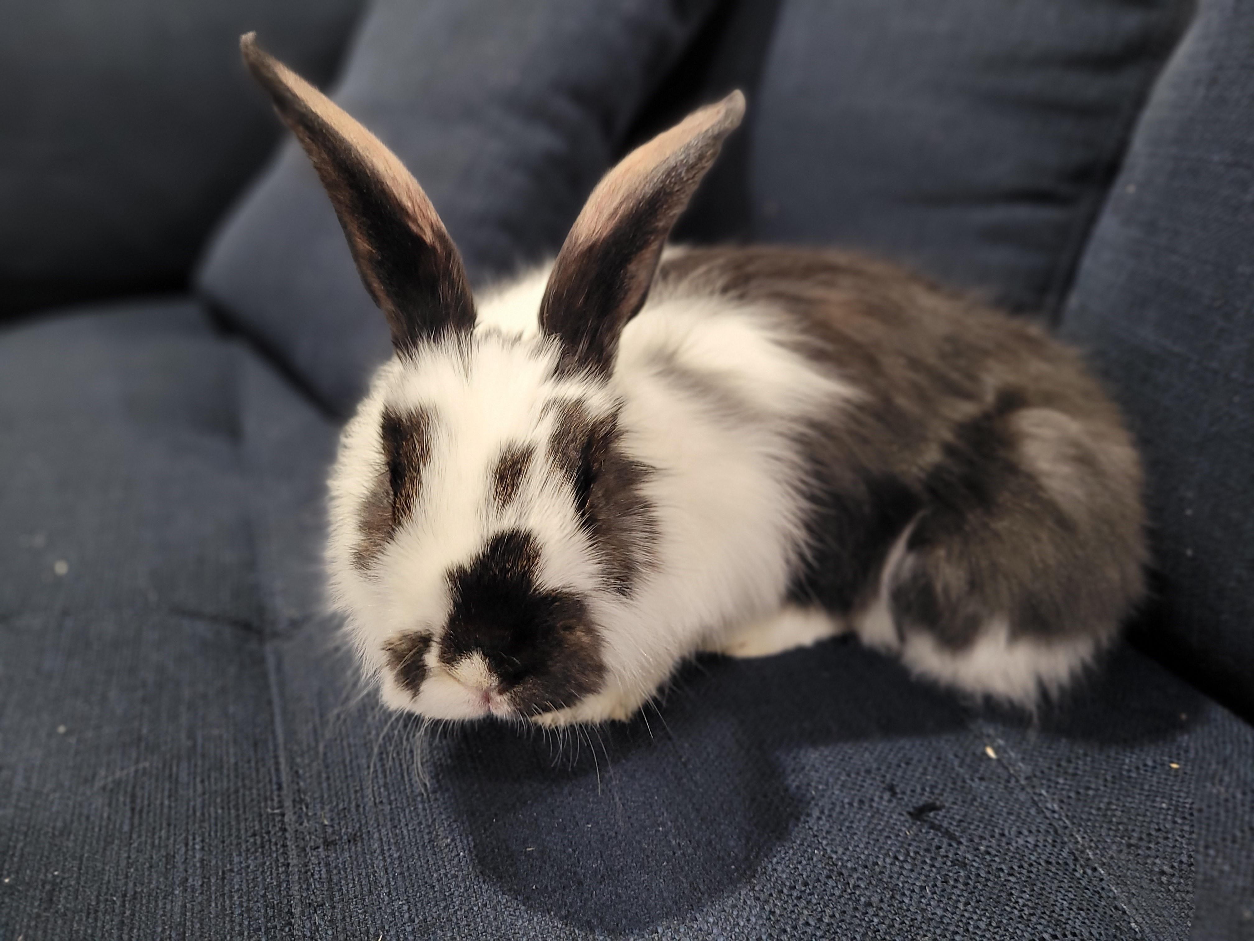 June, a Adopted Lionhead in Lee's Summit, MO image 1/3
