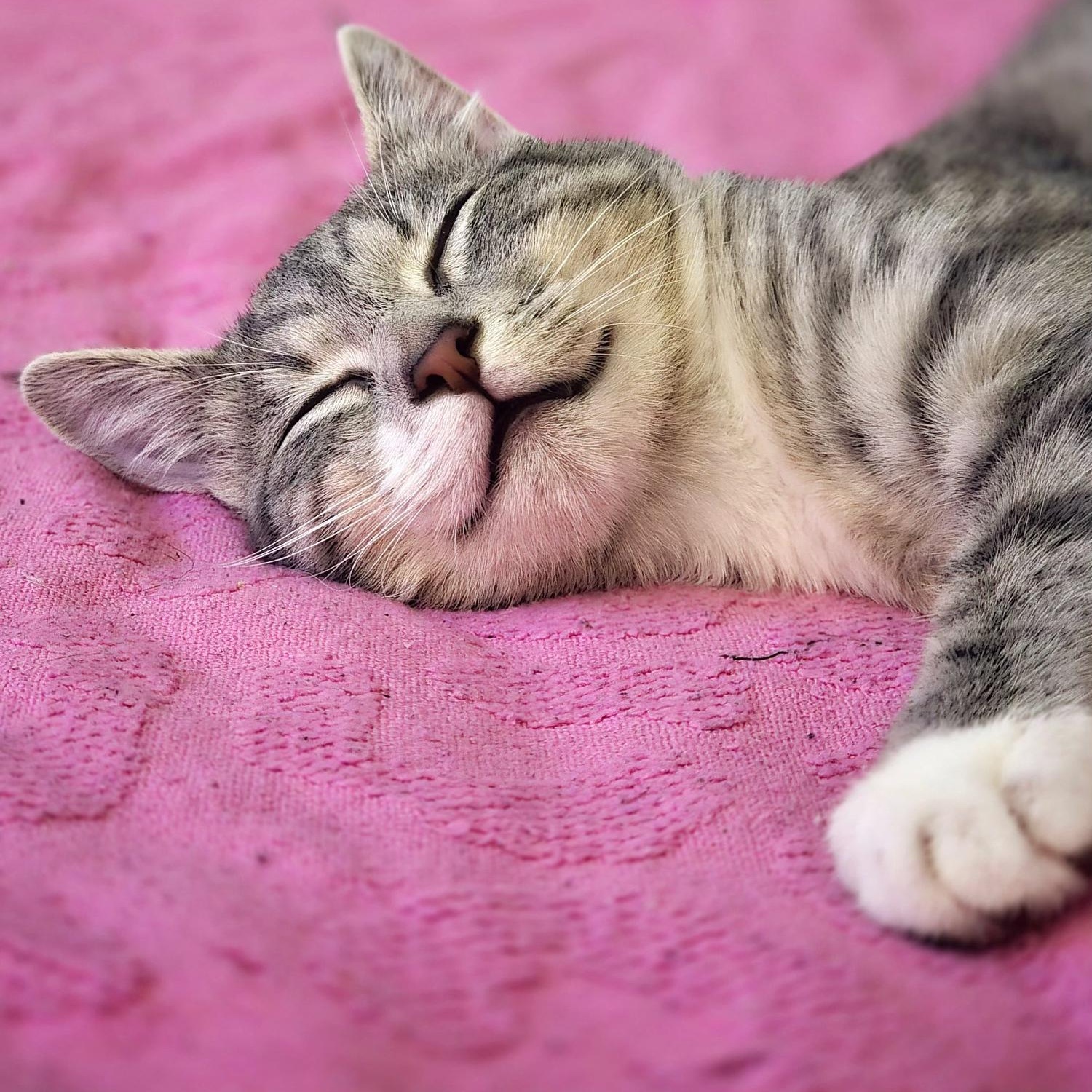 Enlarge Rosie, a Adoptable Domestic Short Hair in Hartford, CT image 1/5