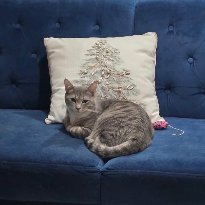 Enlarge Rosie, a Adoptable Domestic Short Hair in Hartford, CT image 2/5