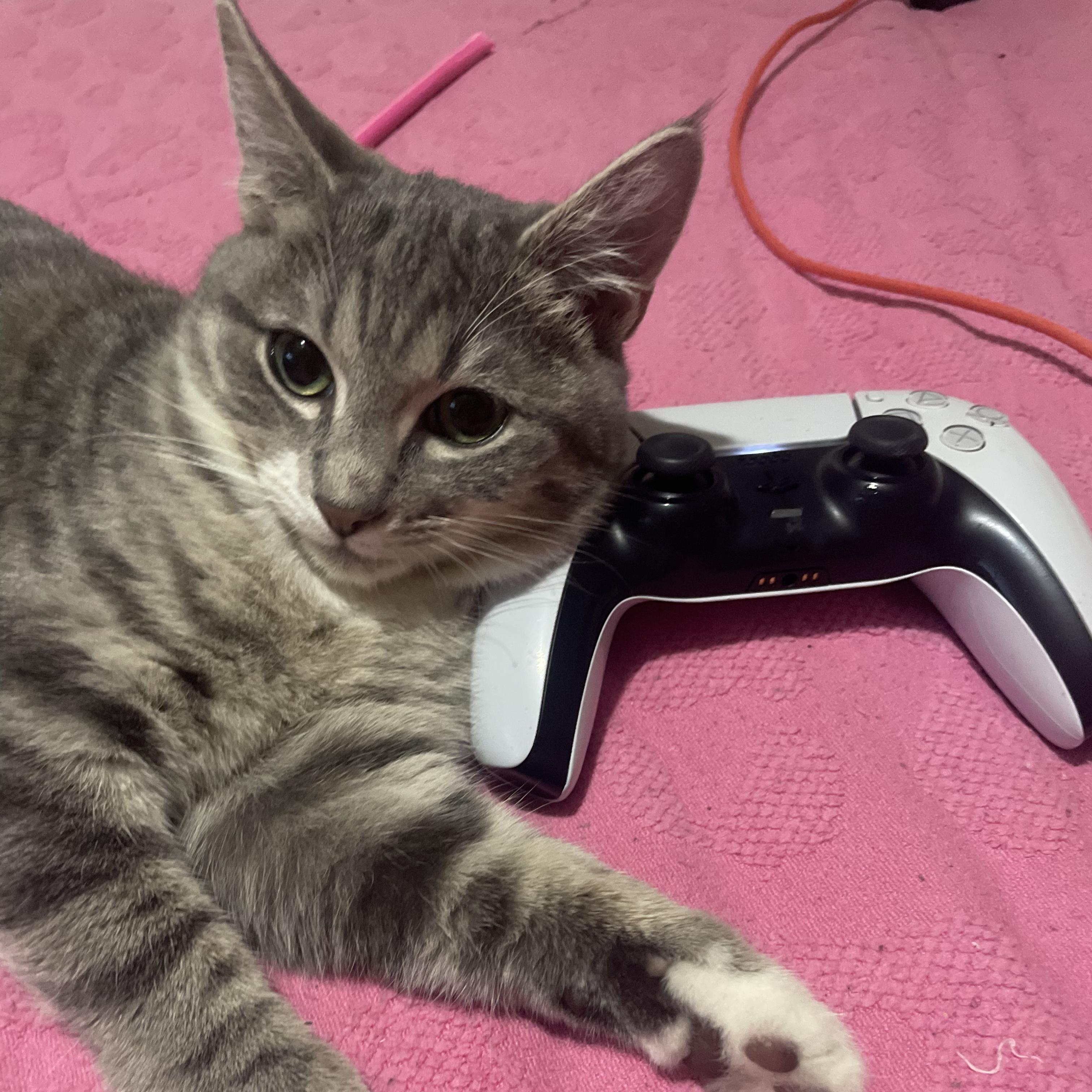 Enlarge Rosie, a Adoptable Domestic Short Hair in Hartford, CT image 4/5