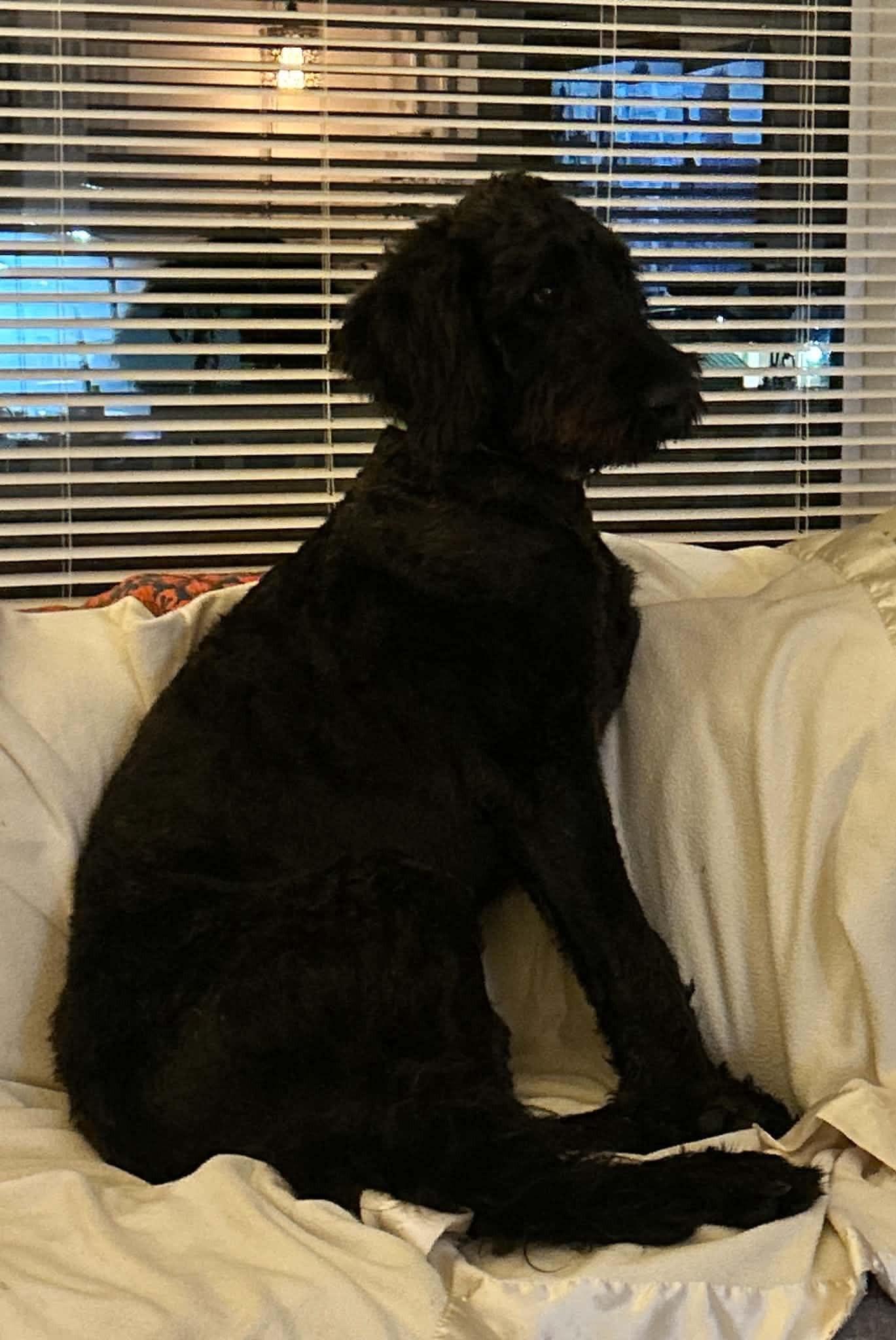 Enlarge Winston, a Adoptable Labradoodle in Falls Church, VA image 3/4