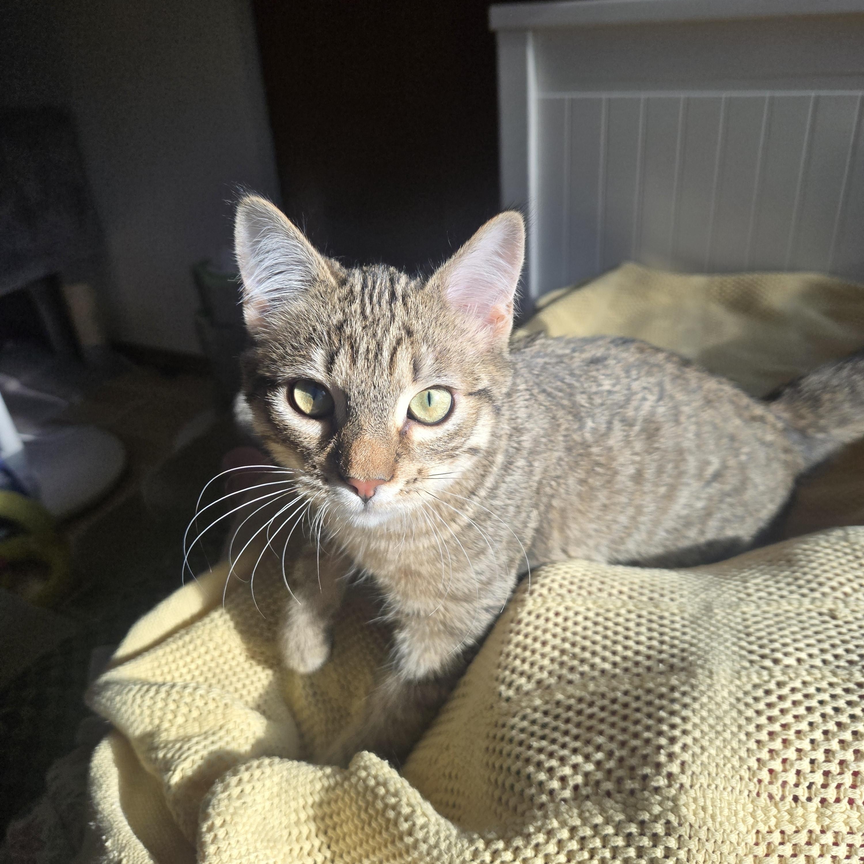 Enlarge Kisa, a ADOPTABLE Domestic Short Hair in Renton, WA image 5/6