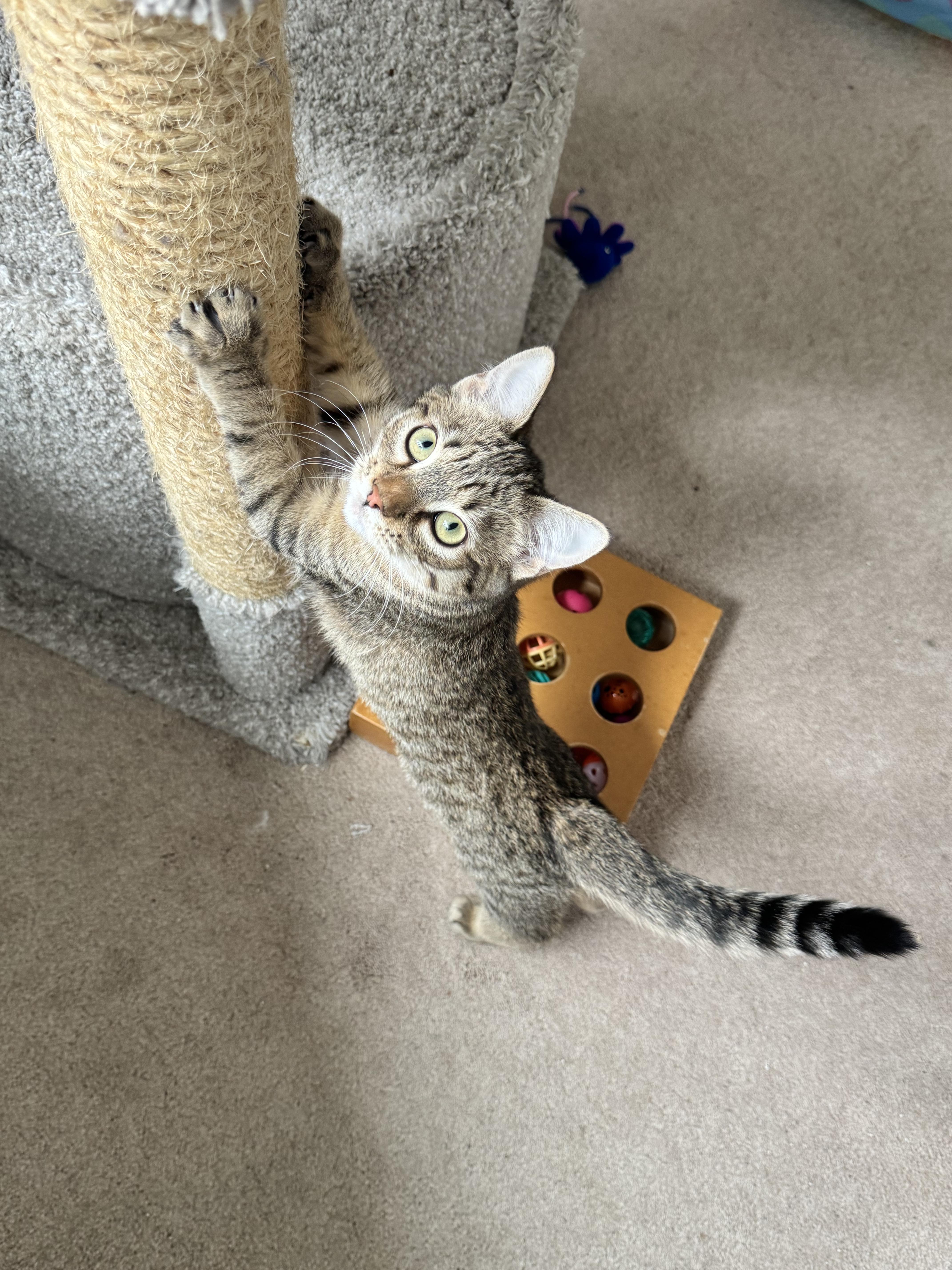 Enlarge Kisa, a ADOPTABLE Domestic Short Hair in Renton, WA image 3/6