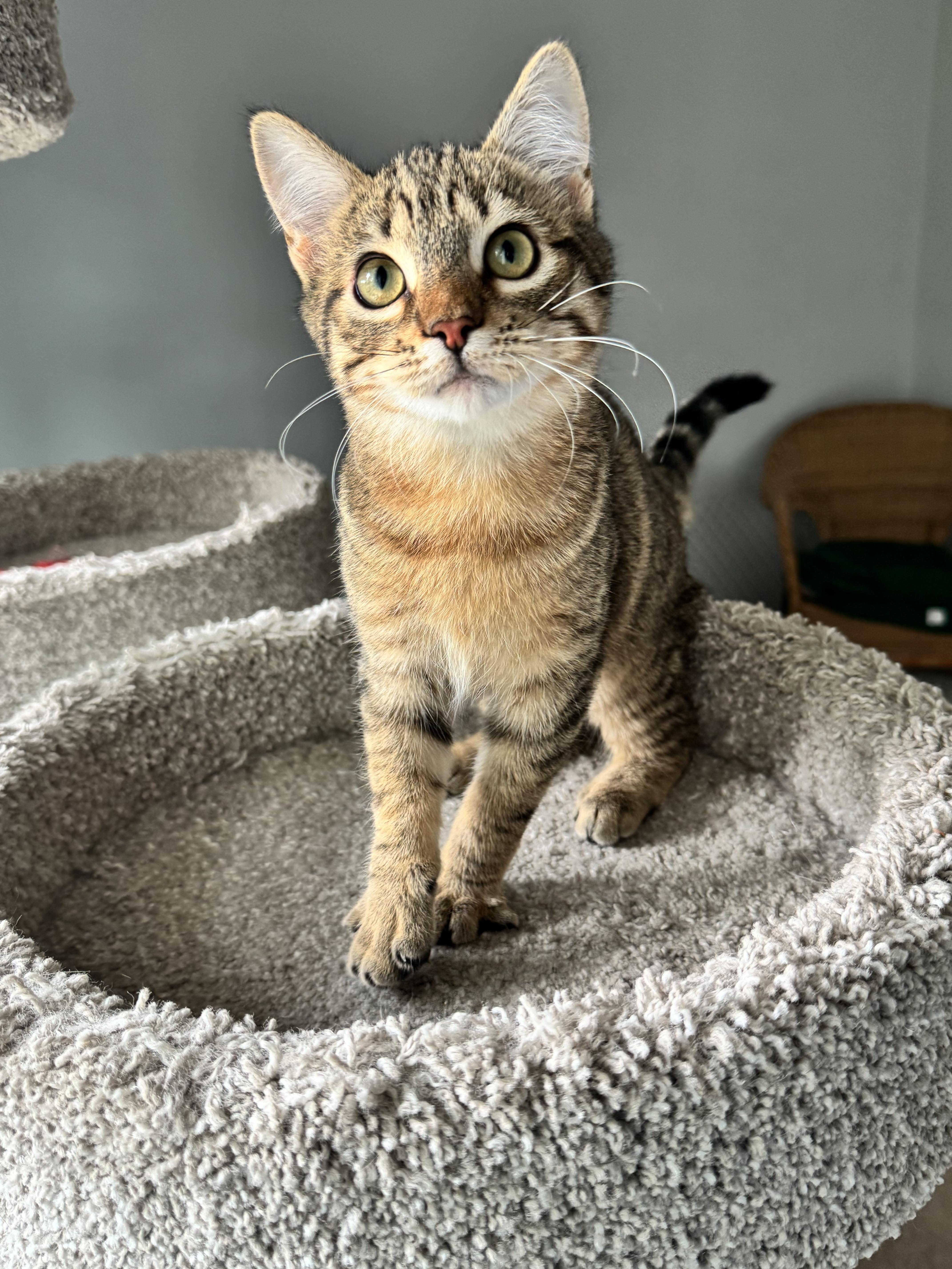 Enlarge Kisa, a ADOPTABLE Domestic Short Hair in Renton, WA image 1/6