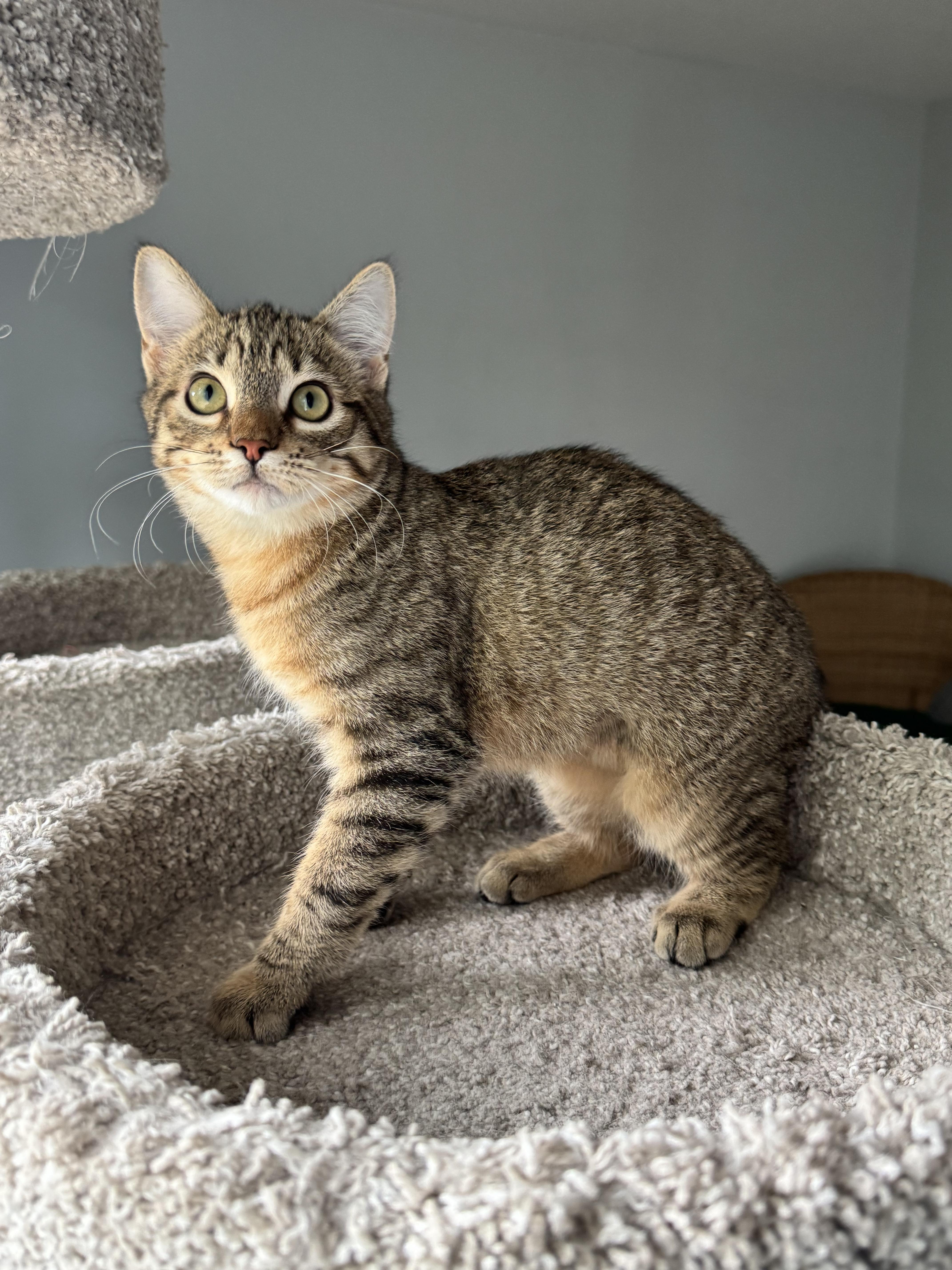 Enlarge Kisa, a ADOPTABLE Domestic Short Hair in Renton, WA image 4/6