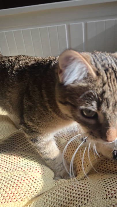 Enlarge Kisa, a ADOPTABLE Domestic Short Hair in Renton, WA video 6/6
