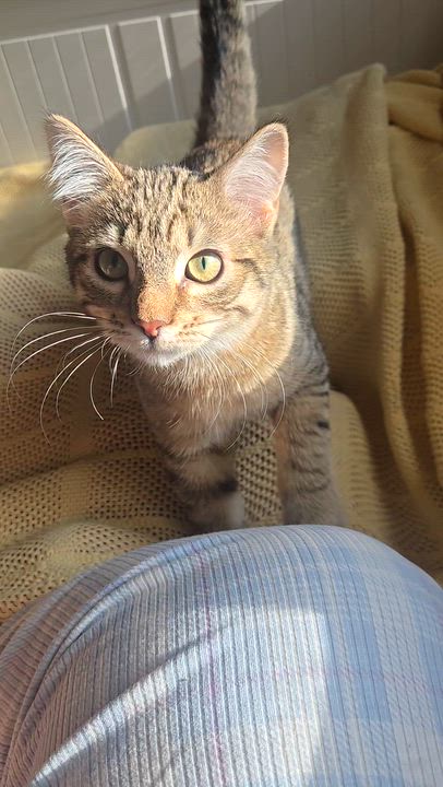 Enlarge Kisa, a ADOPTABLE Domestic Short Hair in Renton, WA video 2/6