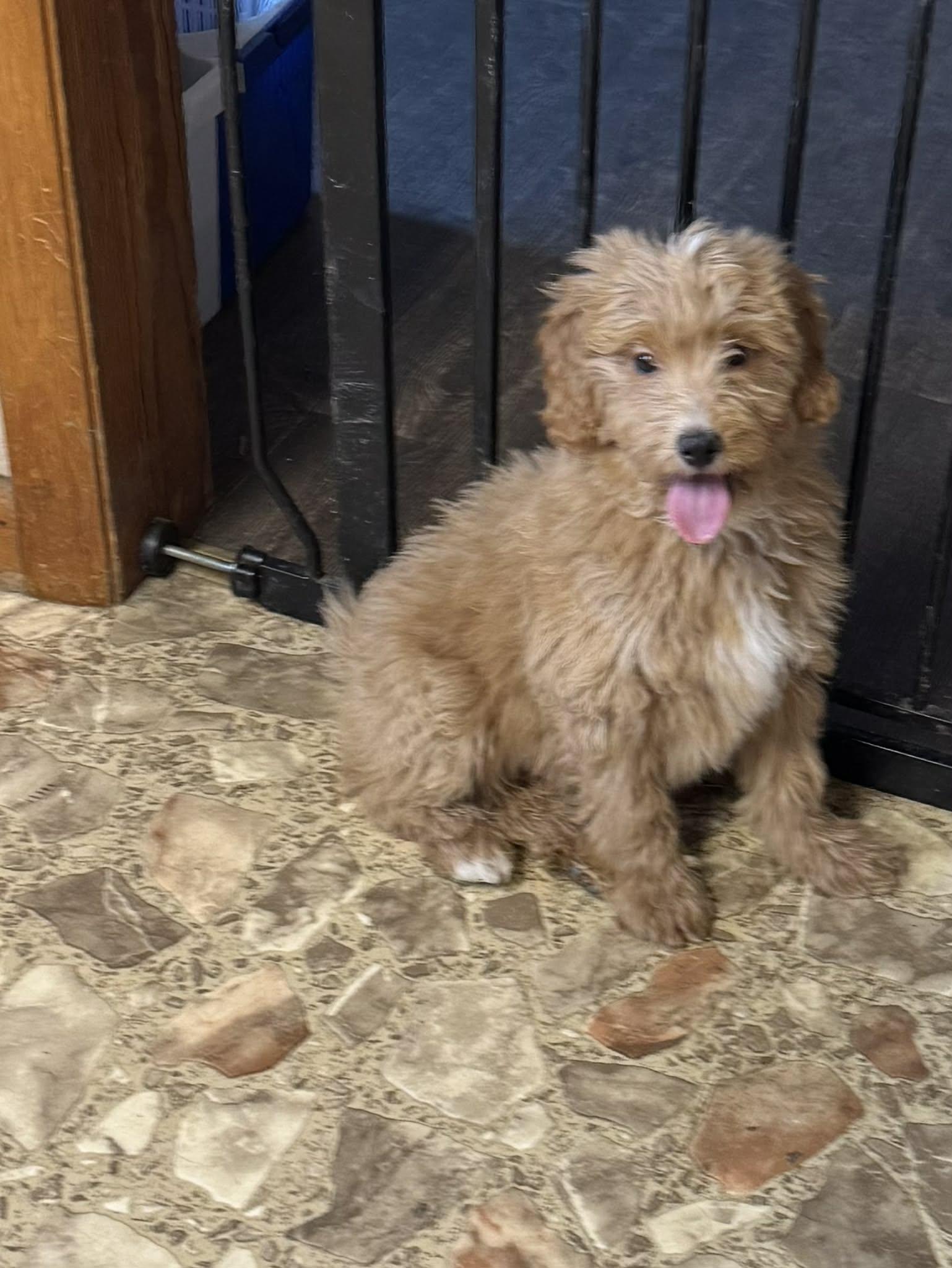 Poodle mixed puppy , ADOPTABLE, Puppy Male Poodle.