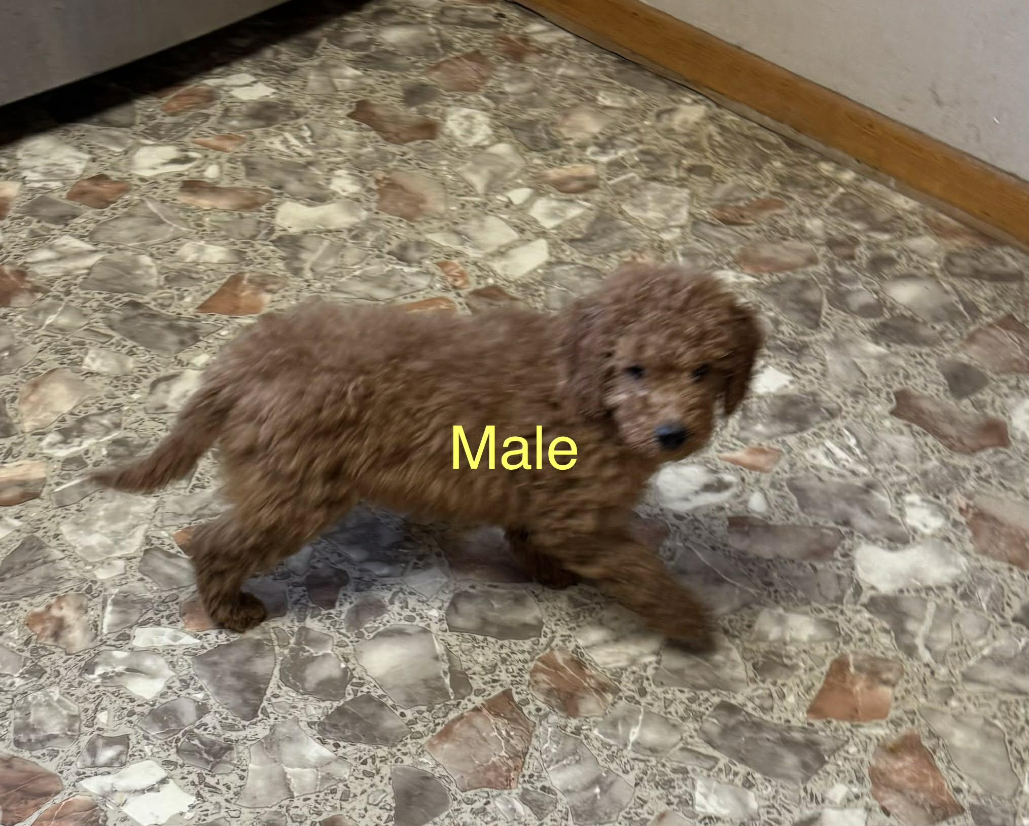 Enlarge Poodle mixes , a ADOPTABLE Poodle in Coal City, IN image 1/2