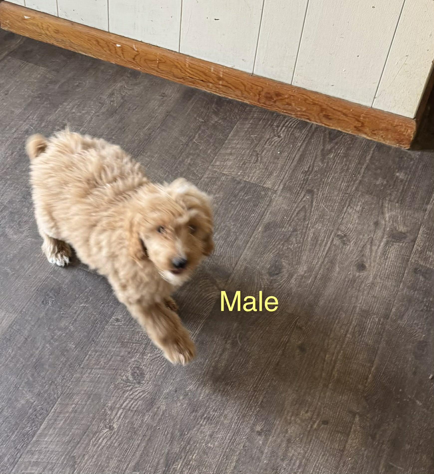 Enlarge Poodle mixes , a ADOPTABLE Poodle in Coal City, IN image 2/2