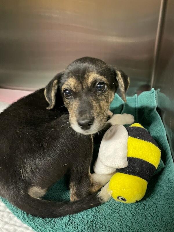 Enlarge Cleo, a Adopted Mixed Breed in Polson, MT image 2/4