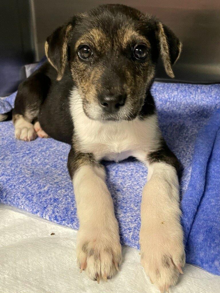 Cleo, Adopted, Puppy Female Mixed Breed.