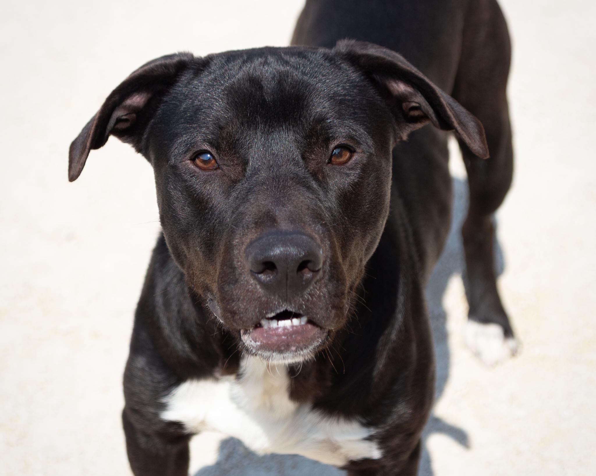 Mac, an adoptable Black Labrador Retriever in Winnipeg, MB, R3E 3N8 | Photo Image 1