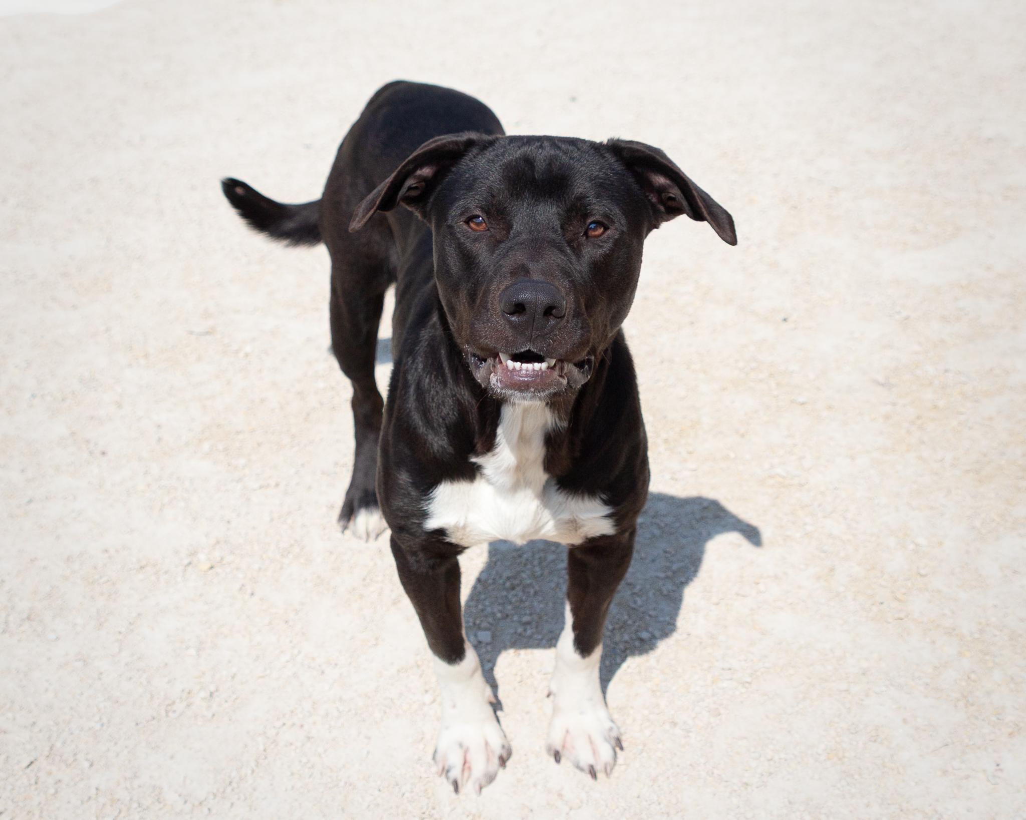 Mac, an adoptable Black Labrador Retriever in Winnipeg, MB, R3E 3N8 | Photo Image 3