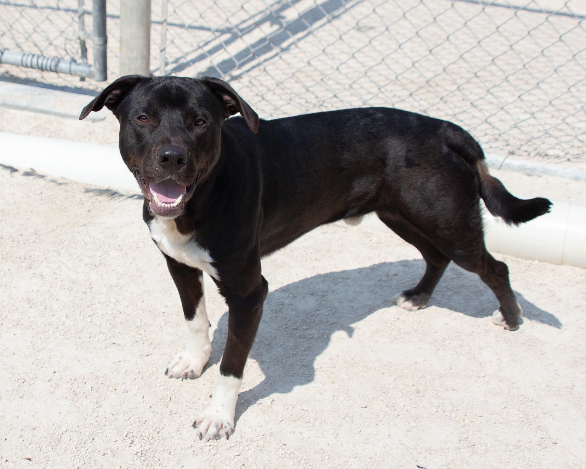 Mac, an adoptable Black Labrador Retriever in Winnipeg, MB, R3E 3N8 | Photo Image 2