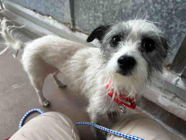 Enlarge A1946046, a Adoptable Terrier in Bonita, CA image 1/1