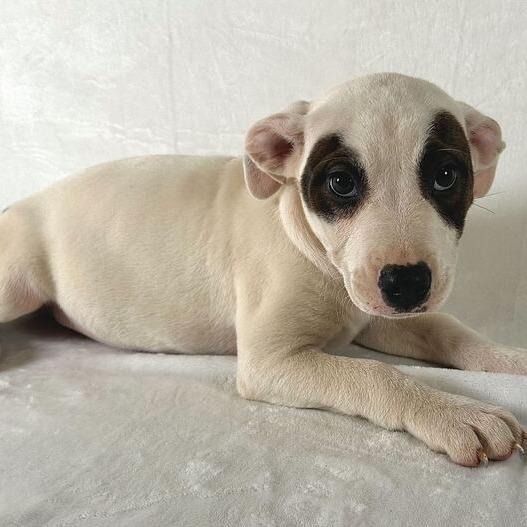 Karter, Adoptable, Puppy Male Terrier.