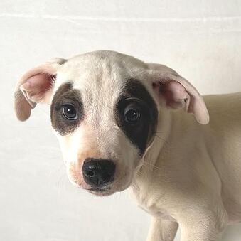 Enlarge Karter, a Adoptable Terrier in Johnson City, TN image 2/3