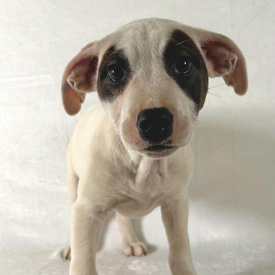 Enlarge Karter, a Adoptable Terrier in Johnson City, TN image 3/3