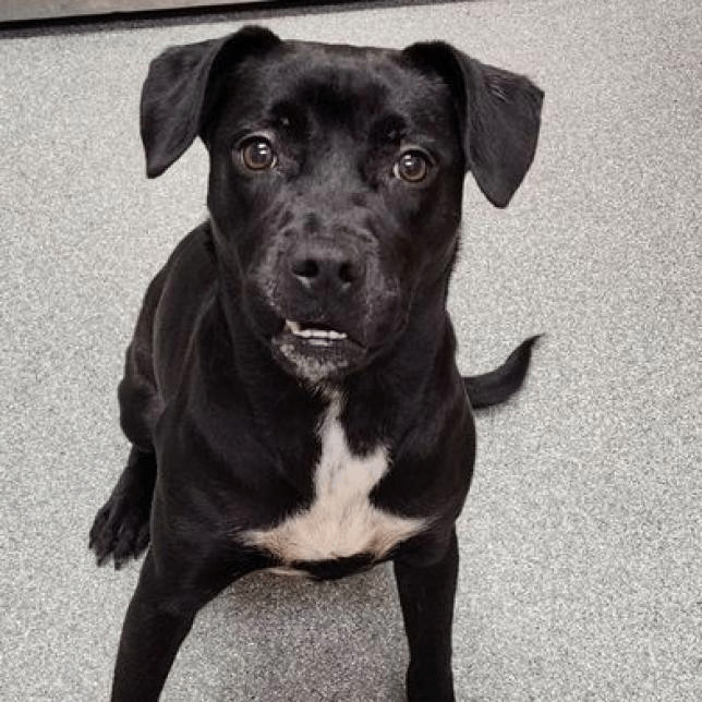 Dog for adoption Disco, a Mixed Breed in Batavia, OH Petfinder