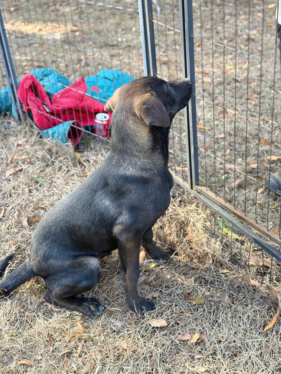 Enlarge JETT, a Adoptable mixed breed in Brattleboro, VT image 2/6