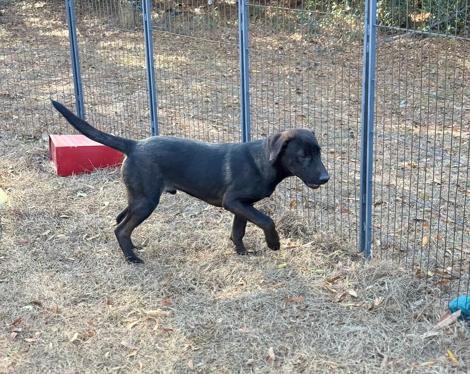 JETT, Adoptable, Young Male Shepherd.