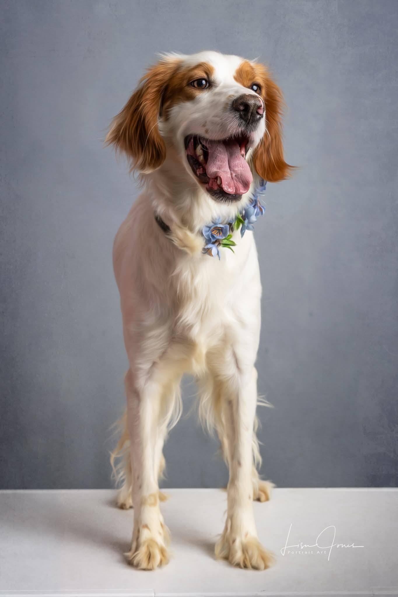 Enlarge Ellie, an adopted Brittany Spaniel in Cullman, AL image 2/2