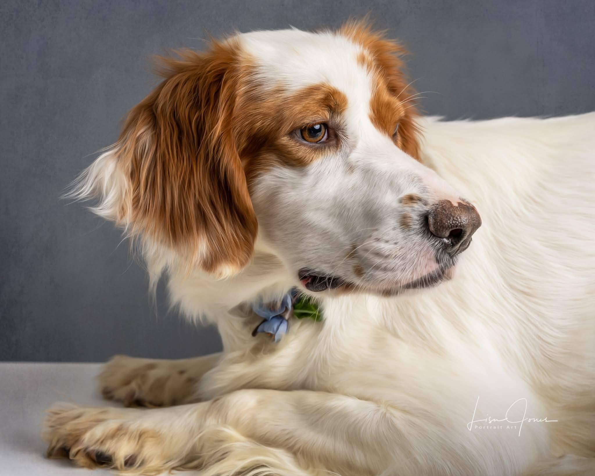 Ellie, adopted, Adult Female Brittany Spaniel.