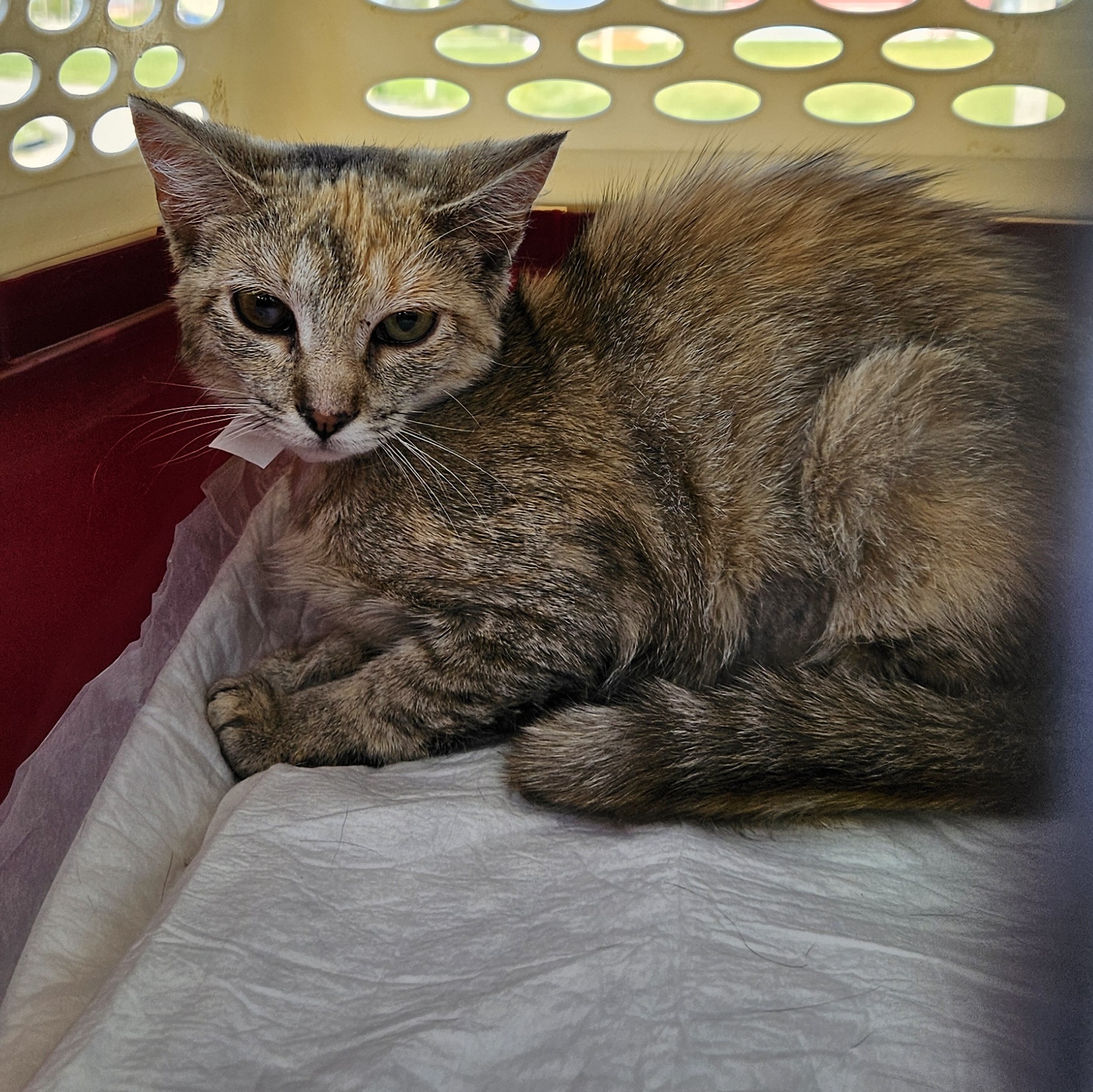 Enlarge LuLu, a Adoptable Domestic Short Hair in Monroe, TN image 1/1