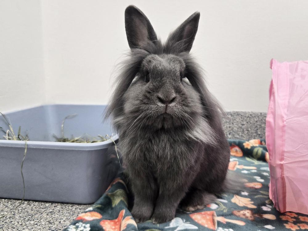 Post It, Adoptable, Adult Female Bunny Rabbit.