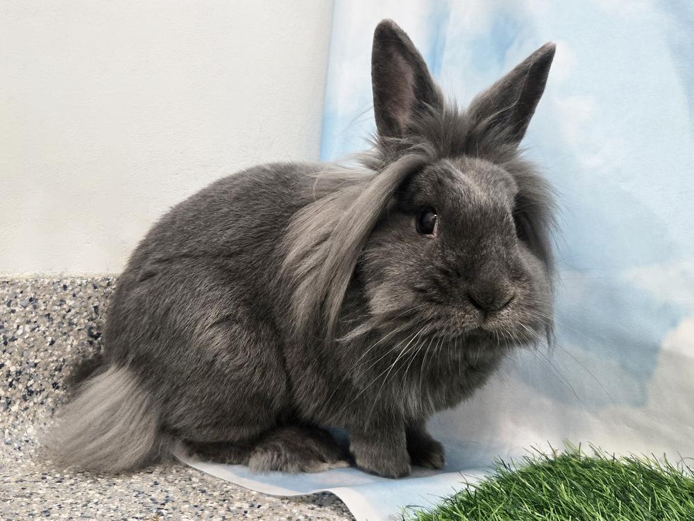Enlarge Post It, a Adoptable Bunny Rabbit in Westford, MA image 2/6