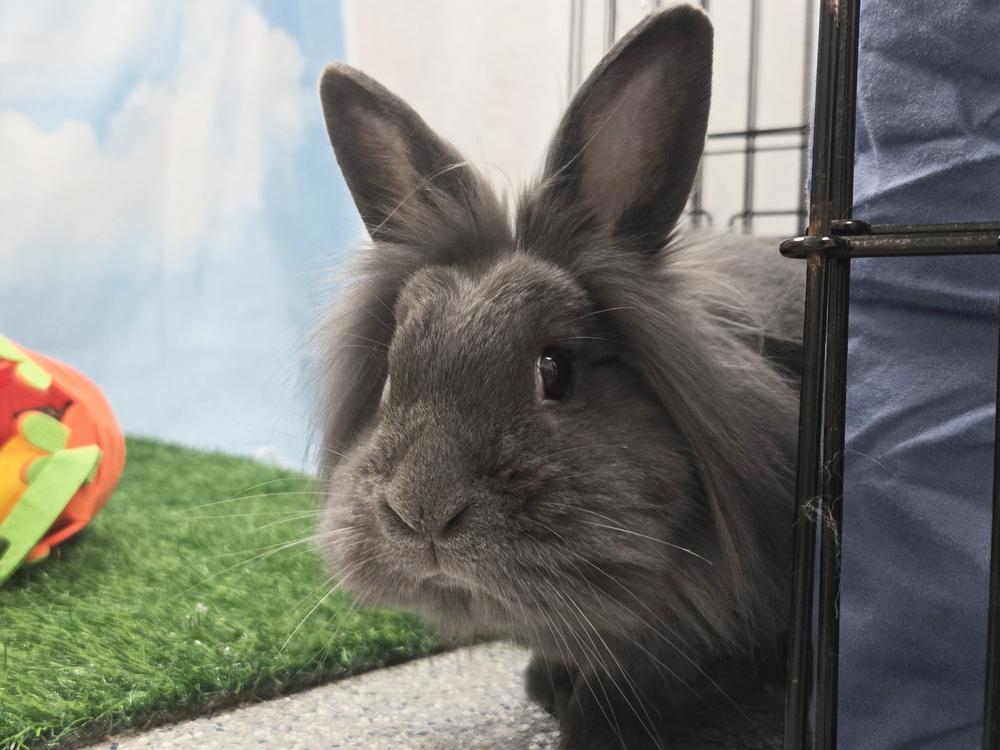 Enlarge Post It, a Adoptable Bunny Rabbit in Westford, MA image 3/6