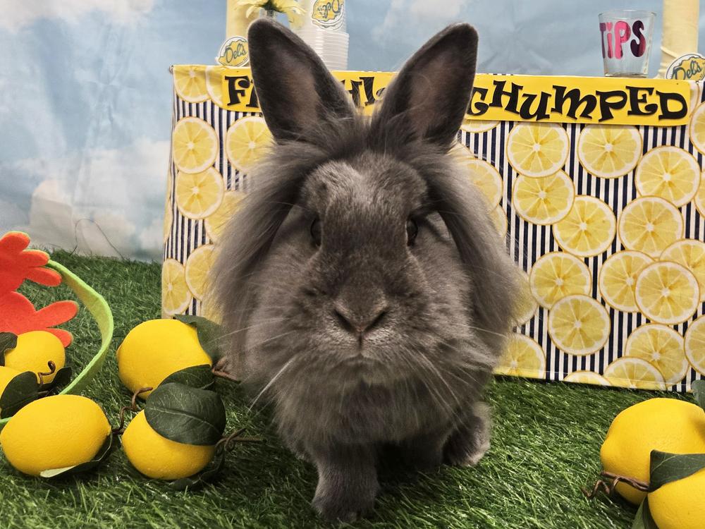 Enlarge Post It, a Adoptable Bunny Rabbit in Westford, MA image 4/6