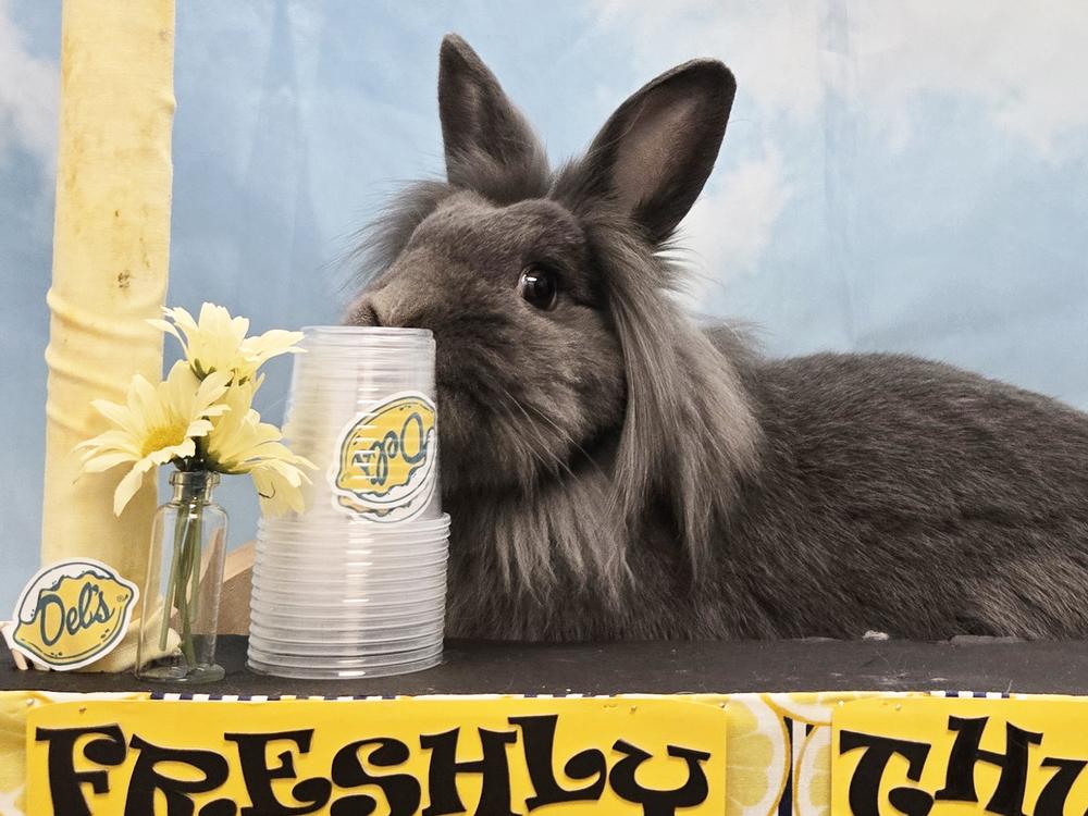Enlarge Post It, a Adoptable Bunny Rabbit in Westford, MA image 5/6