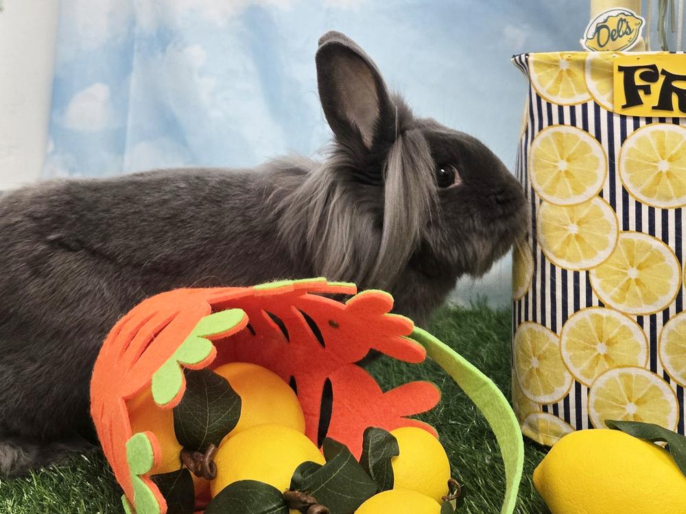 Enlarge Post It, a Adoptable Bunny Rabbit in Westford, MA image 6/6